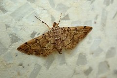 Lamprosema tampiusalis