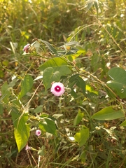 Ipomoea grandifolia