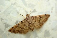 Lamprosema tampiusalis