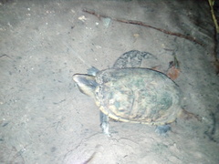 Kinosternon leucostomum