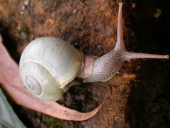 Naninia nitida