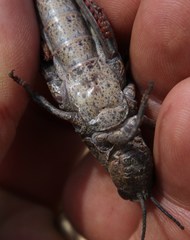 Pamphagidae