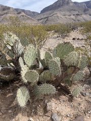 Opuntia arizonica