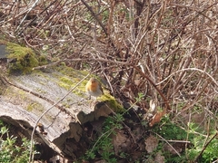 Erithacus rubecula