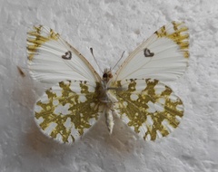 Euchloe