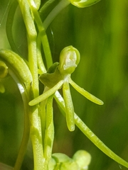 Habenaria filicornis