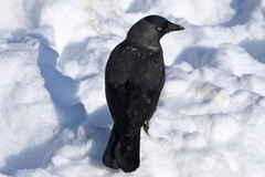 Corvus monedula