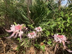 Rhododendron canescens image