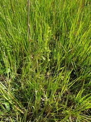 Habenaria filicornis