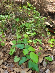 Toxicodendron radicans image