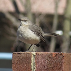 Mimus polyglottos polyglottos