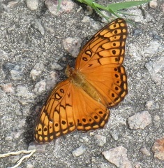 Euptoieta hegesia