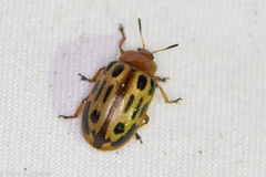 Chrysomela texana