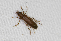 Sparedrus aspersus