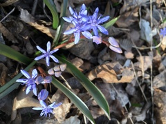 Scilla vindobonensis