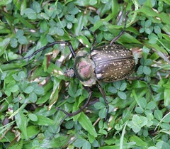 Cheirotonus peracanus