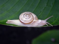 Naninia wallacei
