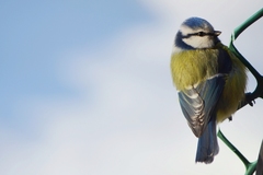 Cyanistes caeruleus