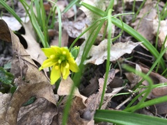 Gagea lutea