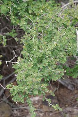 Flueggea verrucosa