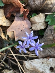 Scilla vindobonensis