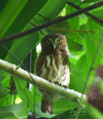 Glaucidium brasilianum