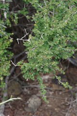 Flueggea verrucosa