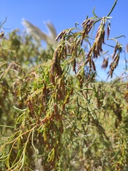 Acanthostyles buniifolius