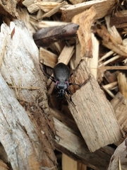 Carabus nemoralis