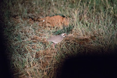 Rhinoptilus chalcopterus