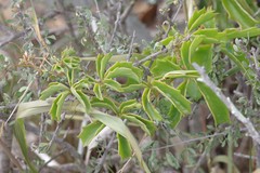 Cyphostemma quinatum