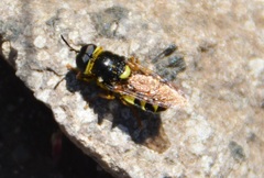 Stratiomys barbata