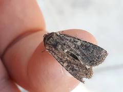 Mythimna languida