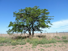 Prosopis caldenia