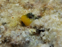 Microlipophrys dalmatinus
