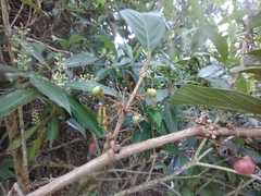 Doliocarpus