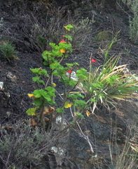 Pelargonium inquinans