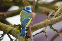 Cyanistes caeruleus