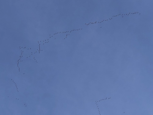 Sandhill Crane photographed in Indiana