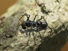 Neriene furtiva