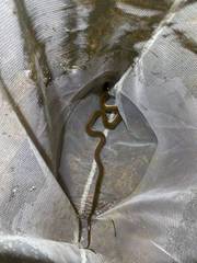 Opisthotropis lateralis