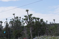 Euphorbia triangularis