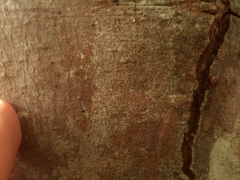 Opegrapha
