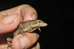 Anolis sminthus