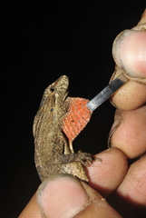 Anolis sminthus