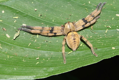 Olios simoni