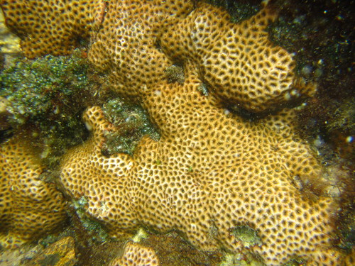 Siderastrea radians (Pallas, 1766)