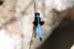 Cyanothemis simpsoni