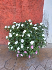 Catharanthus roseus