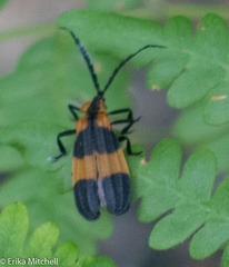 Calopteron reticulatum